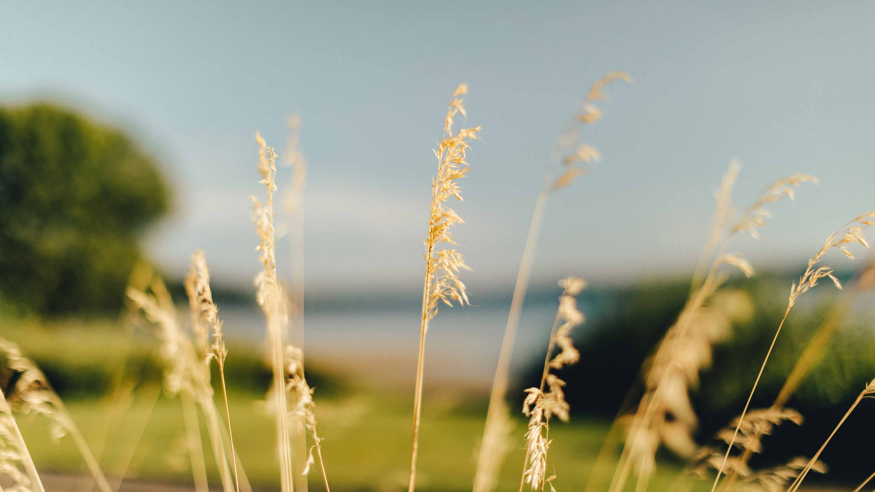 Grass stalks, Dyes inlet in the background at Crista Shores