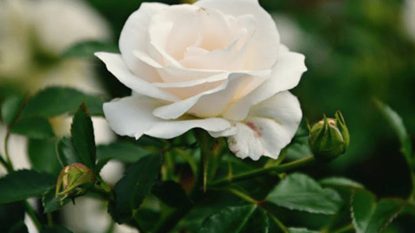 White-Rose.png